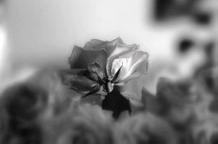 Fotografia de Ross - Galeria Fotografica: Escenas - Foto: Al Revs