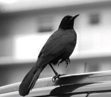 Fotografia de Ross - Galeria Fotografica: Escenas - Foto: Solitario