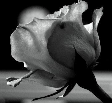 Fotografia de Ross - Galeria Fotografica: Escenas - Foto: Cada