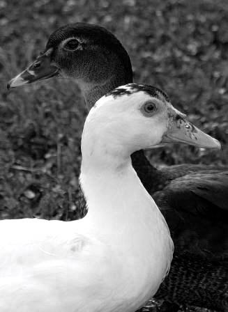 Fotografia de Ross - Galeria Fotografica: Escenas - Foto: Amigos