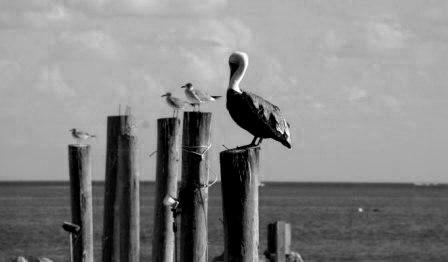 Fotografia de Ross - Galeria Fotografica: Escenas - Foto: Soltero