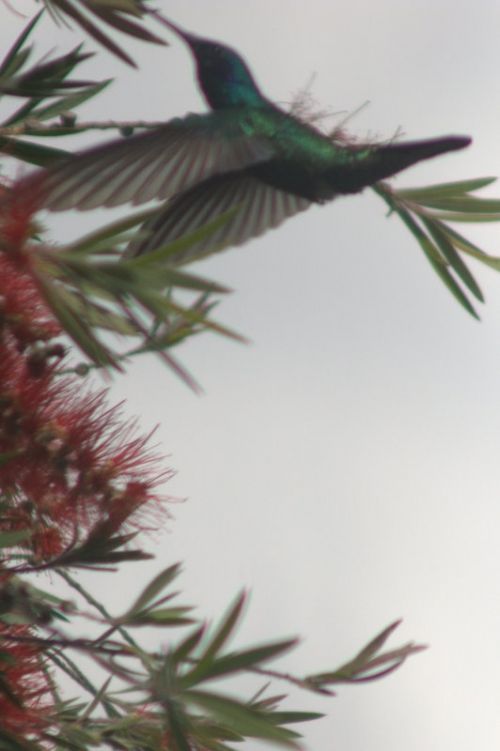 Fotografia de rubenzavala70 - Galeria Fotografica: colibries - Foto: 