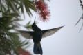 Foto de  rubenzavala70 - Galería: colibries - Fotografía: 