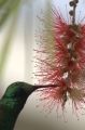 Fotos de rubenzavala70 -  Foto: colibries - 