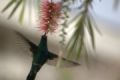 Foto de  rubenzavala70 - Galería: colibries - Fotografía: 