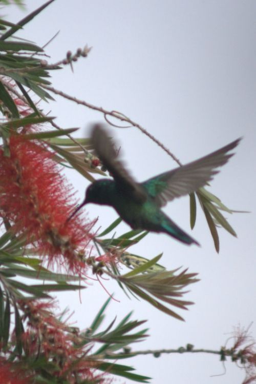 Fotografia de rubenzavala70 - Galeria Fotografica: colibries - Foto: 