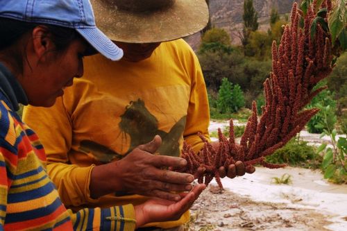 Fotografia de Andrs Lofiego - Galeria Fotografica: Cosecha - Foto: 
