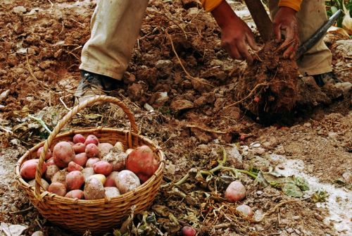 Fotografia de Andrs Lofiego - Galeria Fotografica: Cosecha - Foto: 