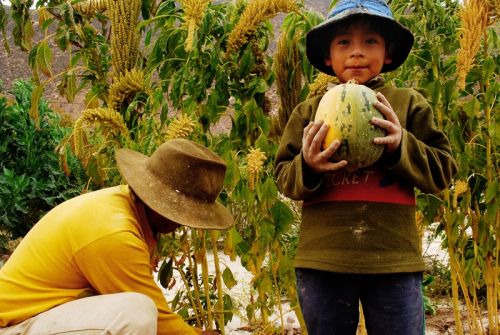 Fotografia de Andrs Lofiego - Galeria Fotografica: Cosecha - Foto: 