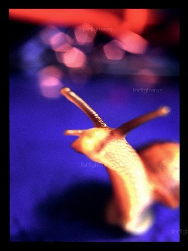 Fotografia de Fer Figheras - Galeria Fotografica: Email Art - Foto: 