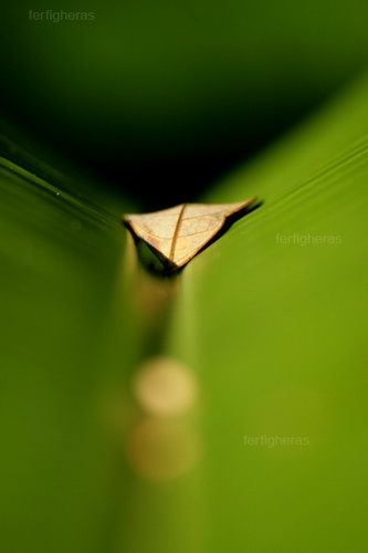 Fotografia de Fer Figheras - Galeria Fotografica: Email Art - Foto: 