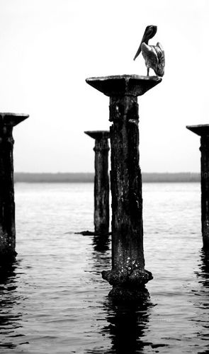 Fotografia de Fer Figheras - Galeria Fotografica: Email Art - Foto: 