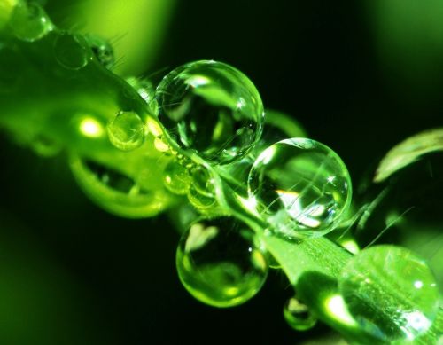 Fotografia de Rockett - Galeria Fotografica: Macro - Foto: 