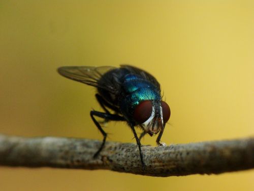 Fotografia de Rockett - Galeria Fotografica: Macro - Foto: 