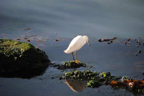 Fotografia de Trauko - Galeria Fotografica: Aves - Foto: Ave 1