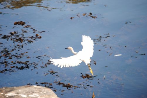 Fotografia de Trauko - Galeria Fotografica: Aves - Foto: Ave 3