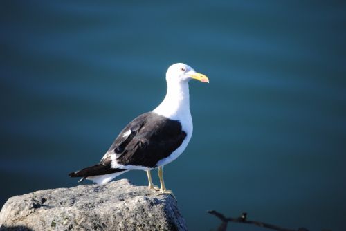 Fotografia de Trauko - Galeria Fotografica: Aves - Foto: Ave 4