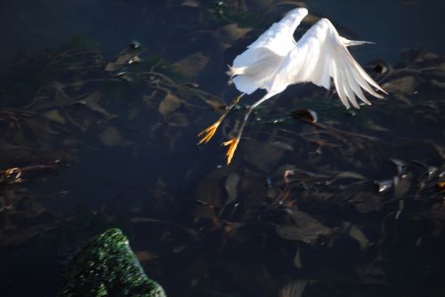 Fotografia de Trauko - Galeria Fotografica: Aves - Foto: Ave 5