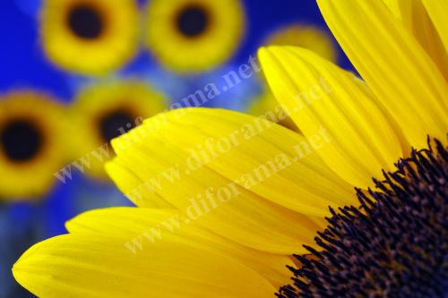 Fotografia de diforamafoto - Galeria Fotografica: diforamafoto - Foto: 