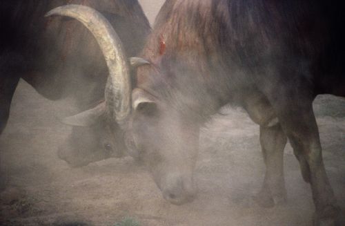 Fotografia de Estudio Jordi Cubells - Galeria Fotografica: India, Nepal, Italia... - Foto: bull fight, Goa estado de la India