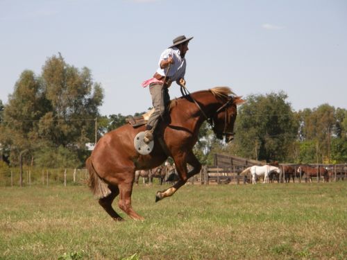 Fotografia de Imago - Galeria Fotografica: Caballos - Foto: 