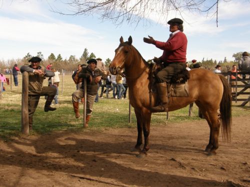 Fotografia de Imago - Galeria Fotografica: Caballos - Foto: Charla de amigos 2
