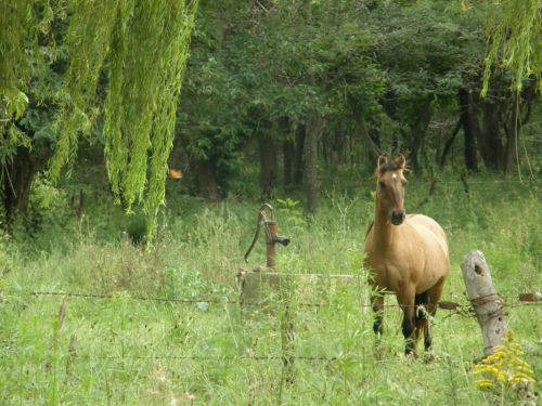 Fotografia de Imago - Galeria Fotografica: Caballos - Foto: Caballo