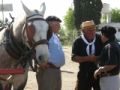 Fotos de Imago -  Foto: Caballos - Charla de amigos 3