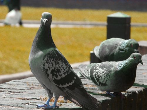 Fotografia de Boristofeles - Galeria Fotografica: Nature - Foto: Colonizadores voladores