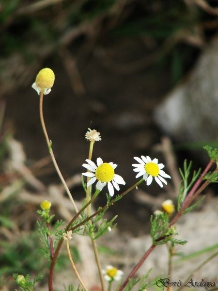 Fotografia de Boristofeles - Galeria Fotografica: Nature - Foto: Manzanilla o diente de len?