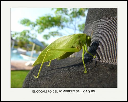 Fotografia de Boristofeles - Galeria Fotografica: Nature - Foto: El cocalero