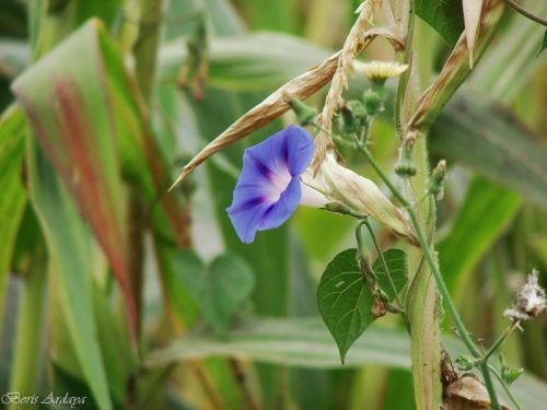 Fotografia de Boristofeles - Galeria Fotografica: Nature - Foto: En medio del maizal