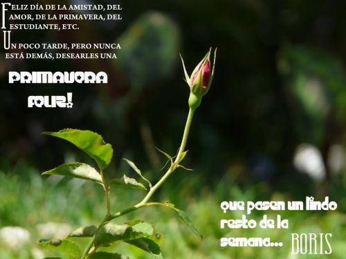 Fotografia de Boristofeles - Galeria Fotografica: Nature - Foto: Primavera