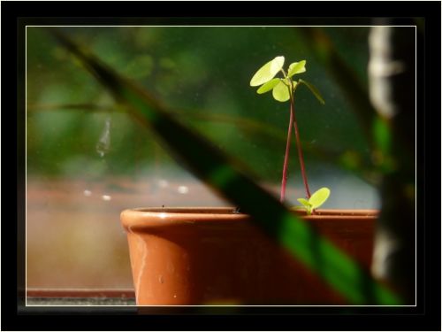 Fotografia de Boristofeles - Galeria Fotografica: Nature - Foto: Prisin de vida