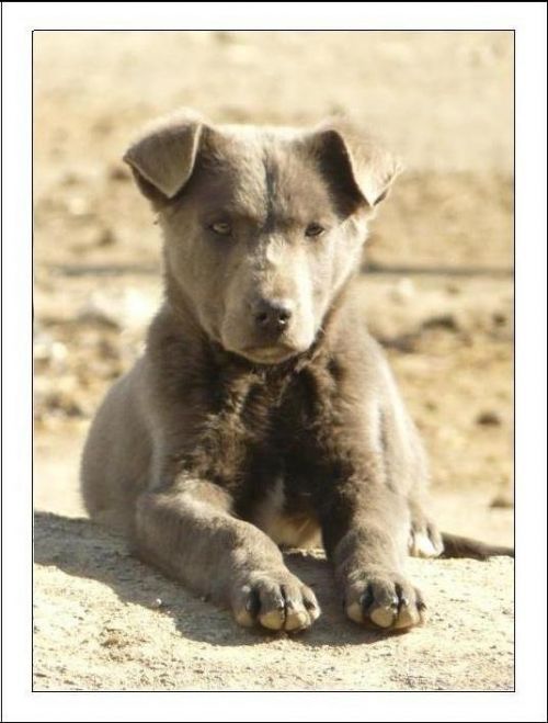 Fotografia de Boristofeles - Galeria Fotografica: Nature - Foto: Mi mejor amigo