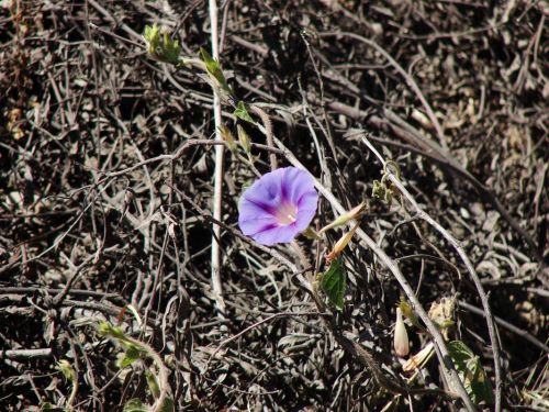 Fotografia de Boristofeles - Galeria Fotografica: Nature - Foto: Extrao en un lugar extrao 1