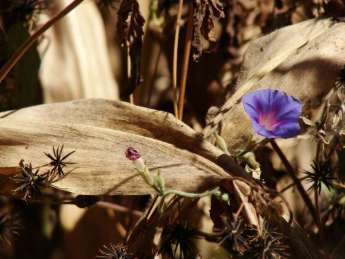 Fotografia de Boristofeles - Galeria Fotografica: Nature - Foto: Extrao en un lugar extrao 2