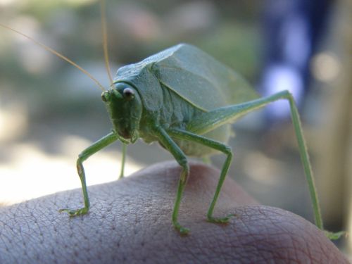 Fotografia de Boristofeles - Galeria Fotografica: Nature - Foto: Cocalero (Ortptero)