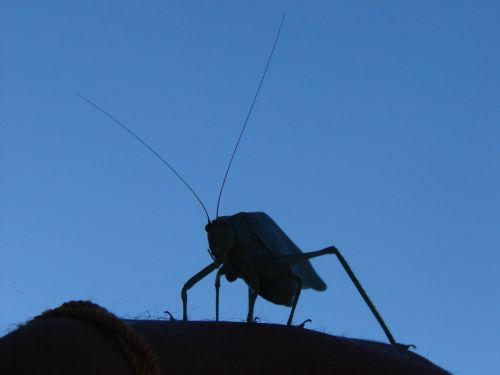 Fotografia de Boristofeles - Galeria Fotografica: Nature - Foto: El cocalero (su silueta)
