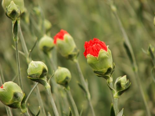 Fotografia de Boristofeles - Galeria Fotografica: Nature - Foto: A punto de nacer