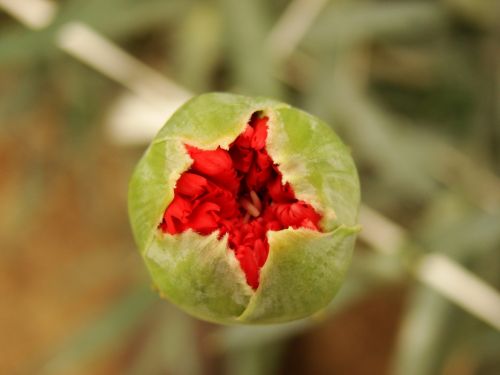 Fotografia de Boristofeles - Galeria Fotografica: Nature - Foto: Abrindome a la vida