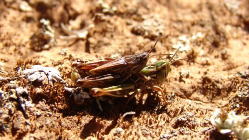 Fotografia de Boristofeles - Galeria Fotografica: Nature - Foto: Un insecto de dos pisos