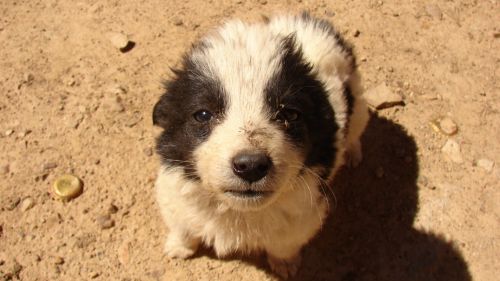 Fotografia de Boristofeles - Galeria Fotografica: Nature - Foto: Ternura desde abajo