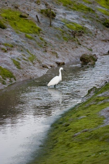 Fotografia de jorge bourges - Galeria Fotografica: aves acaticas - Foto: 