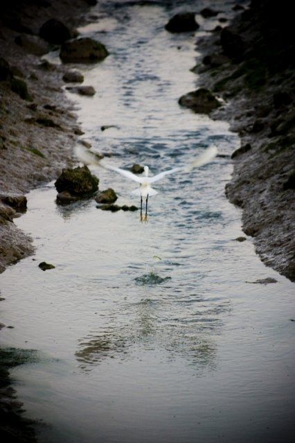 Fotografia de jorge bourges - Galeria Fotografica: aves acaticas - Foto: 