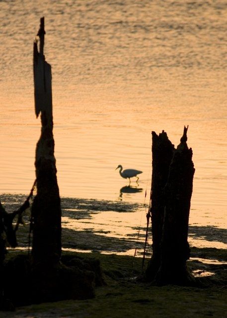 Fotografia de jorge bourges - Galeria Fotografica: aves acaticas - Foto: 