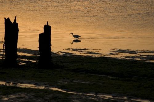 Fotografia de jorge bourges - Galeria Fotografica: aves acaticas - Foto: 