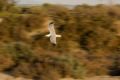 Fotos de jorge bourges -  Foto: aves acaticas - 