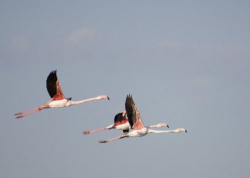 Fotografia de jorge bourges - Galeria Fotografica: aves acaticas - Foto: 