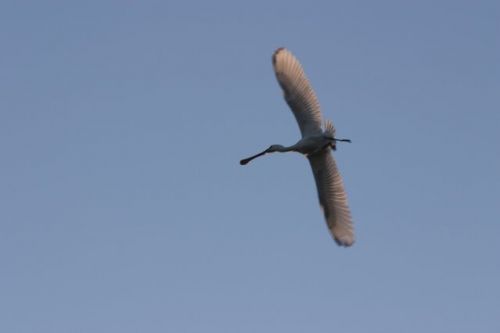 Fotografia de jorge bourges - Galeria Fotografica: aves acaticas - Foto: 